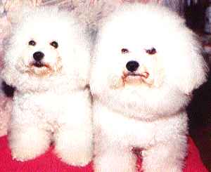 Bichon fris�