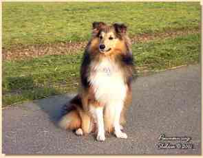 Shelties_und_Welpen_aus_der_Rassehundezucht_vom_Pommernring_in_Schleswig-Holstein