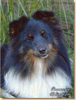 Shelties_und_Welpen_aus_der_Rassehundezucht_vom_Pommernring_in_Schleswig-Holstein
