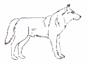 Tschechoslowakischer Wolfshunde - R�de