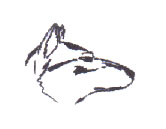 tschechoslowakischer Wolfshunde